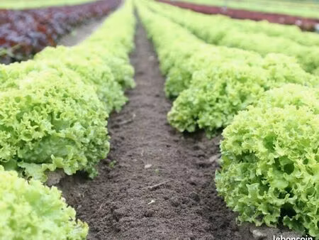 recherche terrain agricole à louer / maraîchage