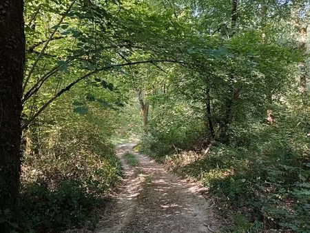 à vendre – forêt de 8 717 m2 à urcuit – 10 minutes de bayonne – 46 500