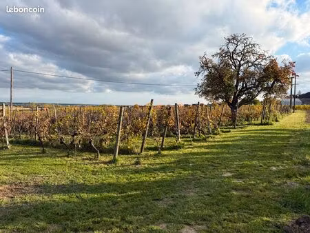terrain avec vignes