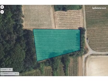 parcelle de vigne
