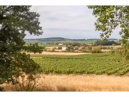 vue exceptionnelle sur le vignoble charentais à 5 minutes de jarnac