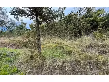 terrain