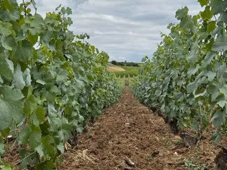 vignes en location