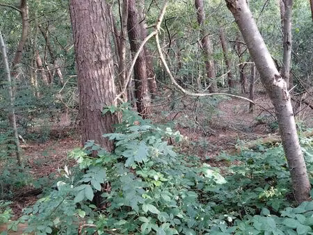 terrain à vendre à bergen herenthout (rbw46974)