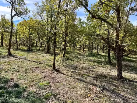 terrain