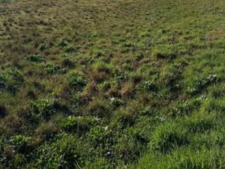 vente terrain à guipavas (29490) : à vendre / guipavas