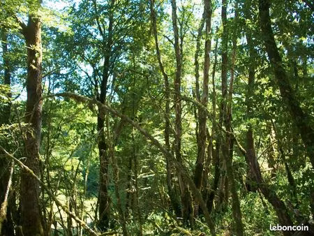 parcelle boisé  terrain de loisir