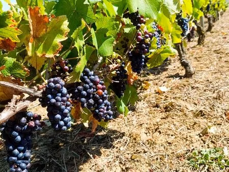 à louer parcelle de vignes 34 ares bourgogne – proche chablis