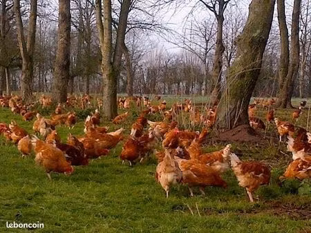 ?le familial? recherche parcelle ?bois/friche pour ?volailles