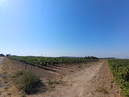 vend vignes carbenet sauvignon noir à montady/capestang