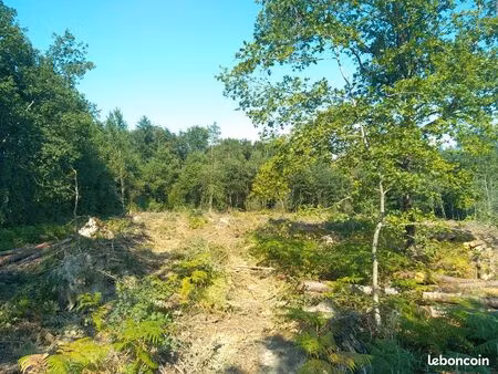 parcelle forestière