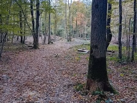 parcelle de bois