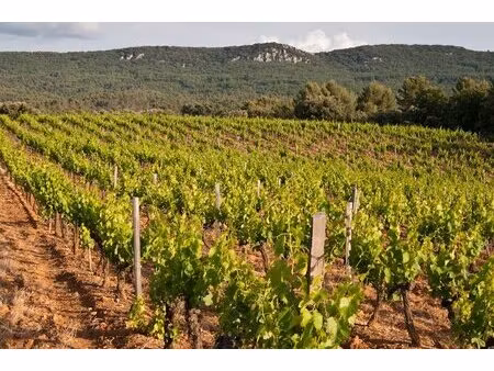 vignoble coteaux d'aix en provence