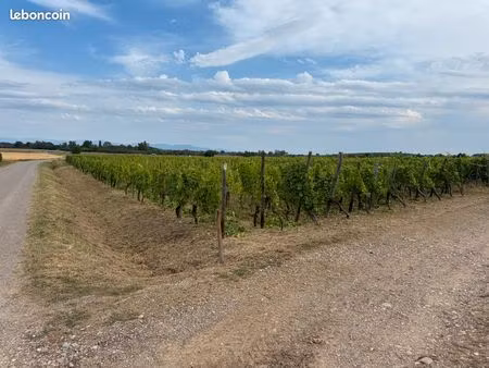 terrain avec vignes