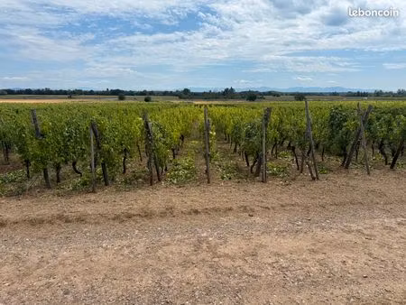 terrain avec vignes