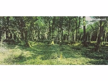 a vendre forêt de 59 ha d’un seul tenant (loir et cher - 41)