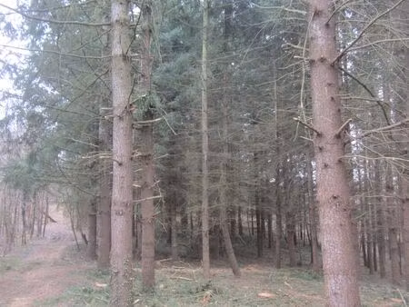 terrain boisé- 5000m2