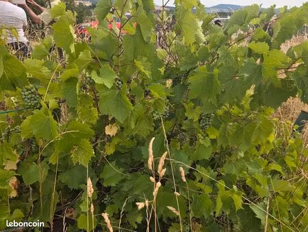 terrain agricole a vendre