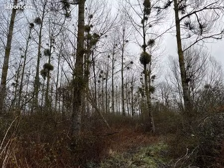 vente parcelle de bois
