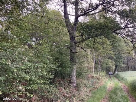 parcelle de forêt