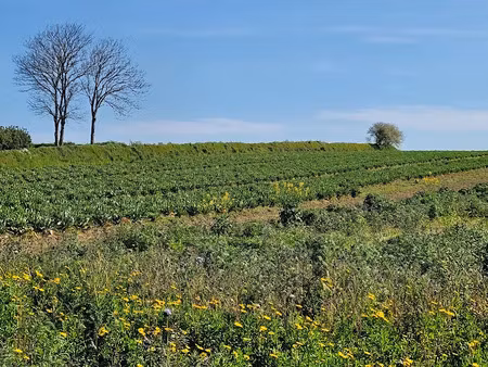 vente terrain 421 m² à plouguerneau (29880)  63 000 €
