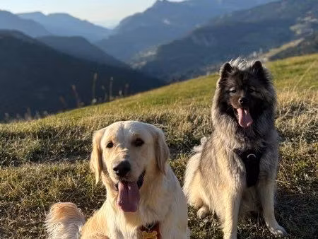 recherche terrain ou local - garderie canine professionnelle
