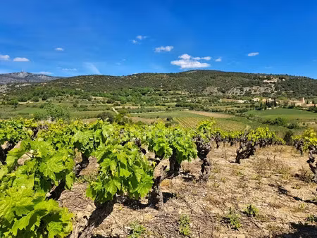 vente terrain 3663 m² à montpeyroux (34150)  209 000 €
