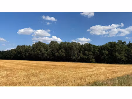parcelles de bois taillis