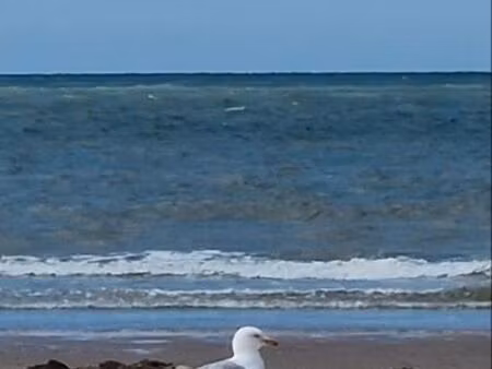 libre 25 juillet au 1er août/ vacance berck-plage