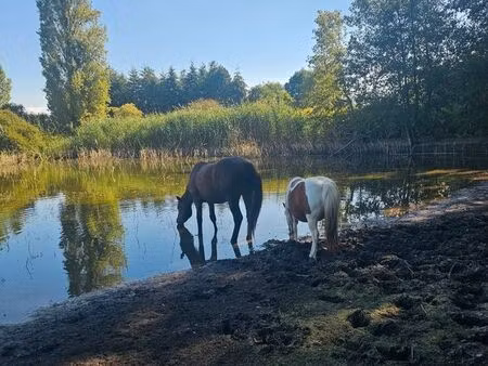 recherche terrain pour chevaux