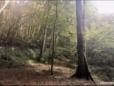 foret avec accès routier 1 hectare à vendre