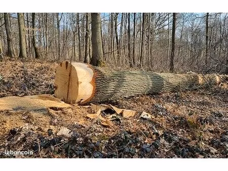 terrains de bois sur pieds
