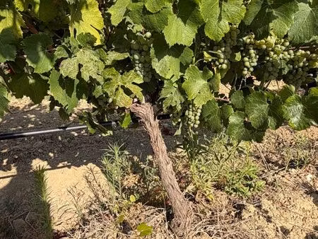 vignes