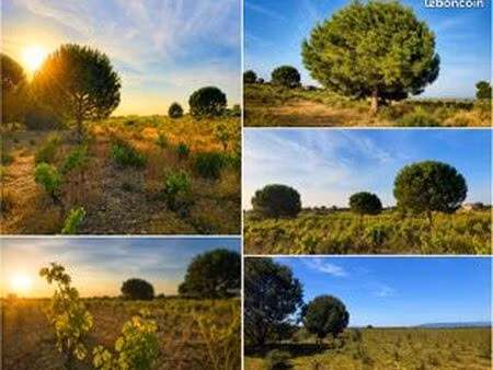 terrain agricole de 6 550 m² à sérignan (34) – un cadre naturel exceptionnel