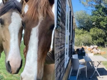 logement en nature à partager avec les chevaux