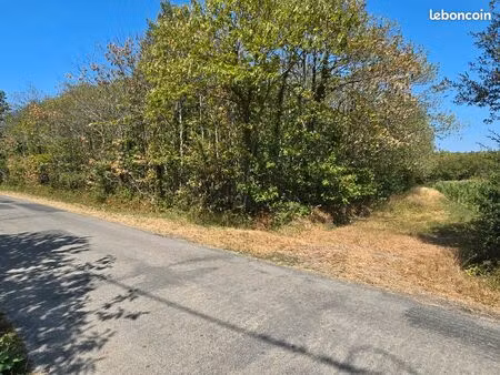forêts  bois  terrain