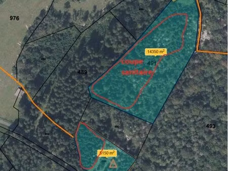 terrain forestier