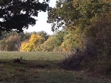 forêt de chênes