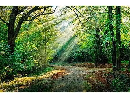 parcelles de bois