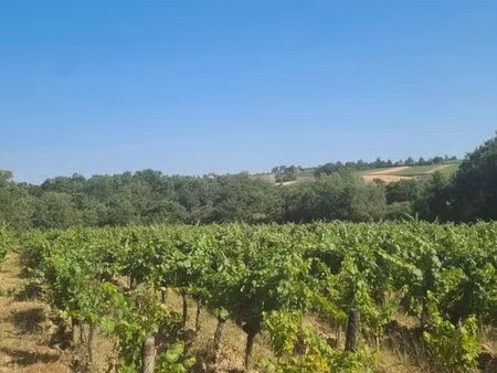 parcelle de vigne