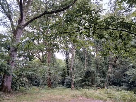 joli terrain boisé