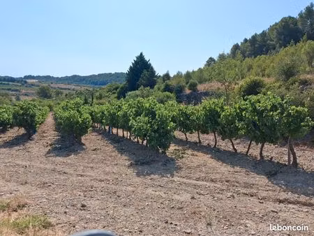parcelle de vignes