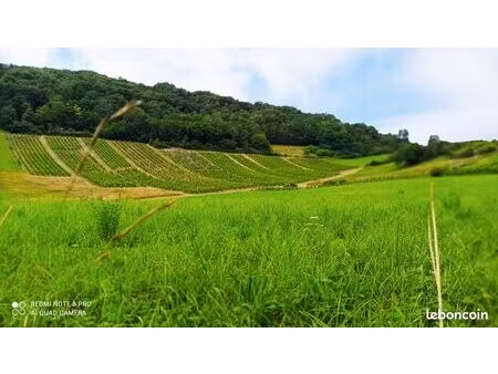 ? rare : à louer – 1 88 ha de vignes aoc bugey – saint-martin-du-mont (ain)