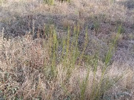 vente terrain 525 m² à cabestany (66330)  240 000 €