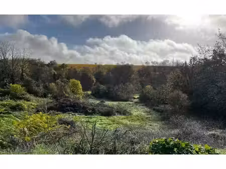 terrain