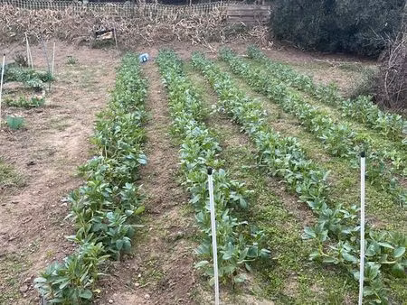 terrain agricole avec oliviers