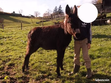 recherche fermette avec terrain
