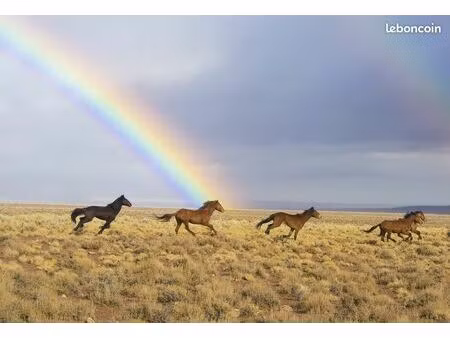 recherche terrain pour chevaux