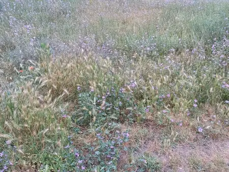 vente terrain 1500 m² à perpignan (66000)  415 000 €