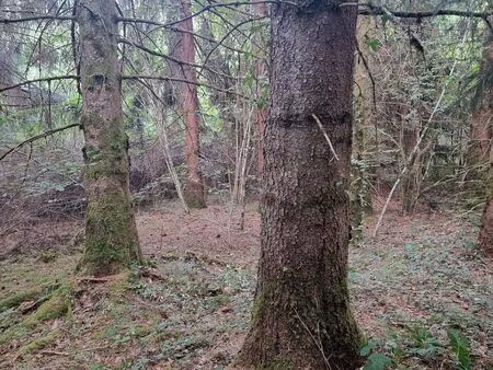 terrain 947 m² avec arbres adultes / bois sur pied - sainte-marie-la-panouze (19)